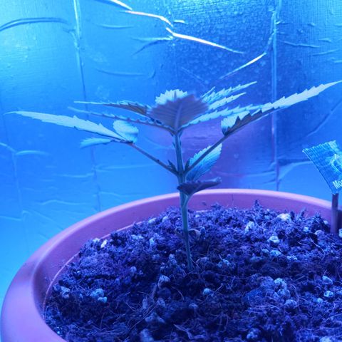 Morpheus growlog timeline photo
