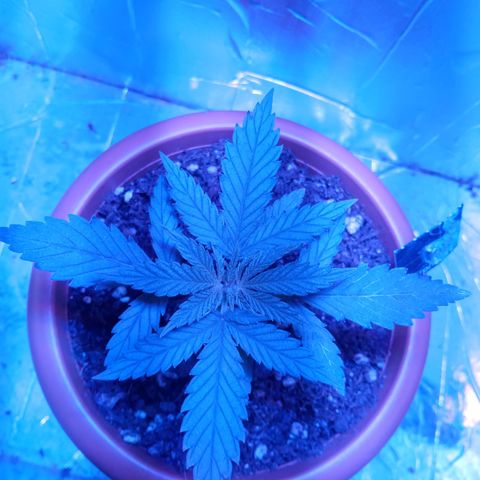 Morpheus growlog timeline photo