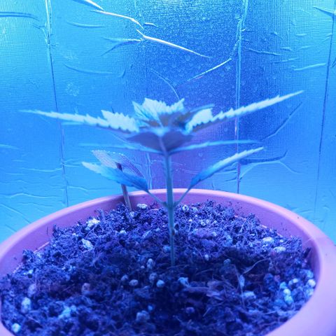 Morpheus growlog timeline photo