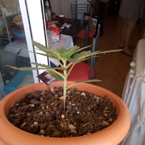 Morpheus growlog timeline photo