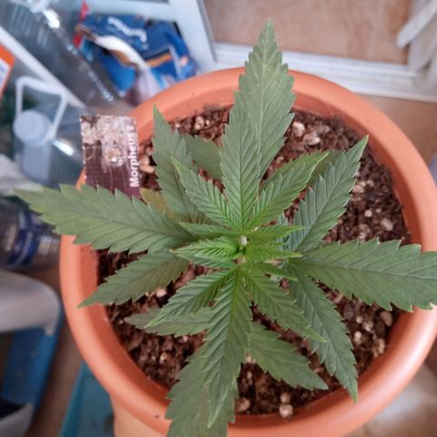 Morpheus growlog timeline photo