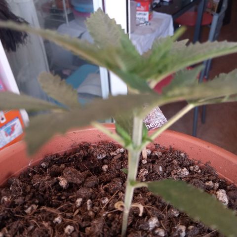 Morpheus growlog timeline photo