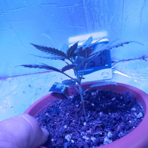 Morpheus growlog timeline photo