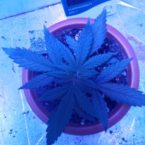 Morpheus growlog timeline photo