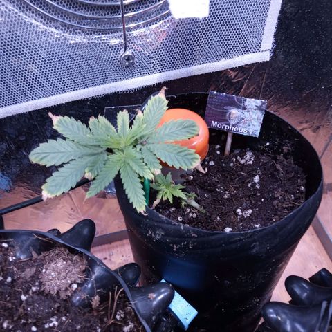 Morpheus growlog timeline photo