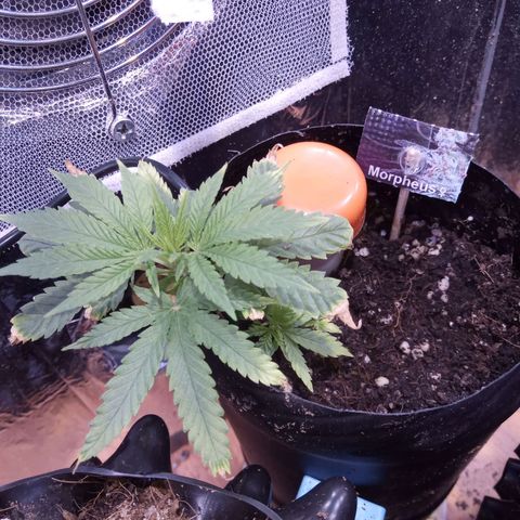 Morpheus growlog timeline photo