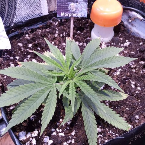Morpheus growlog timeline photo