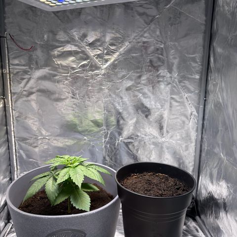 Tropicanna Banana growlog timeline photo