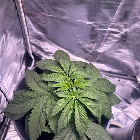 Tropicanna Banana growlog timeline photo