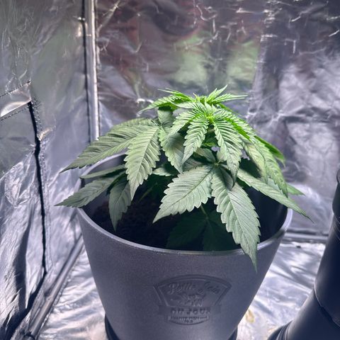 Tropicanna Banana growlog timeline photo