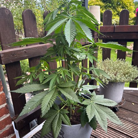 Tropicanna Banana growlog timeline photo