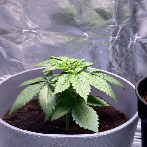 Tropicanna Banana growlog timeline photo