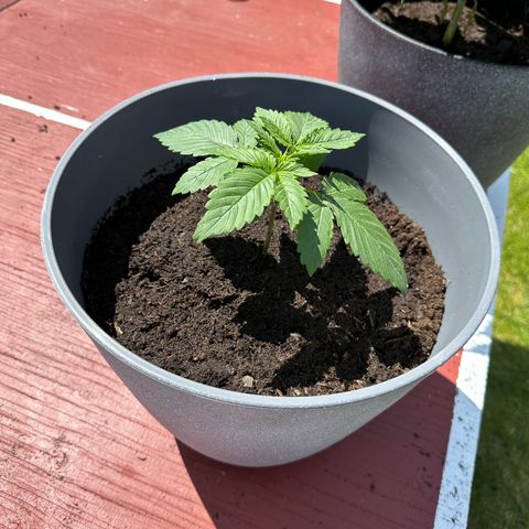 Tropicanna Banana growlog timeline photo