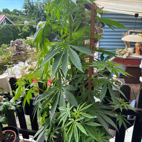 Tropicanna Banana growlog timeline photo