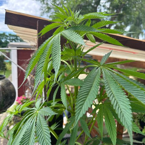 Tropicanna Banana growlog timeline photo