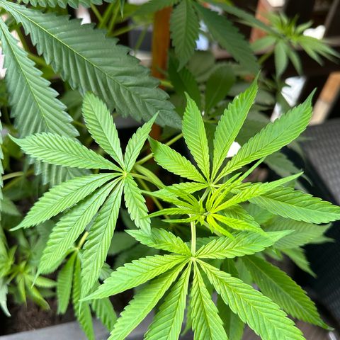 Tropicanna Banana growlog timeline photo