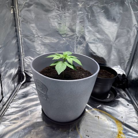 Tropicanna Banana growlog timeline photo