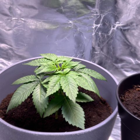 Tropicanna Banana growlog timeline photo