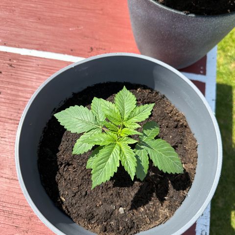Tropicanna Banana growlog timeline photo