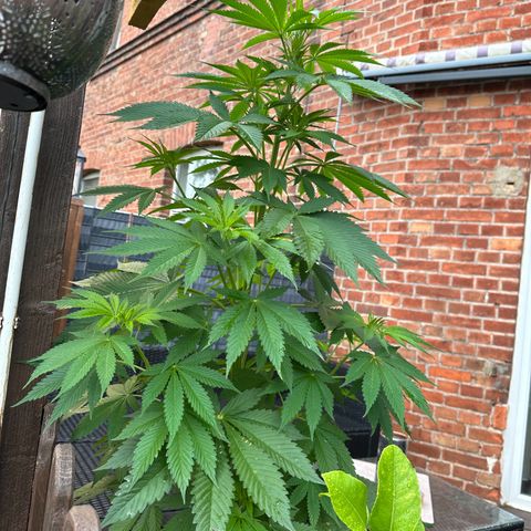 Tropicanna Banana growlog timeline photo