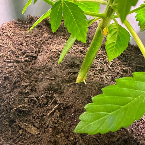 Tropicanna Banana growlog timeline photo