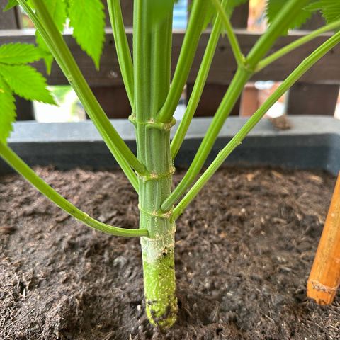 Tropicanna Banana growlog timeline photo