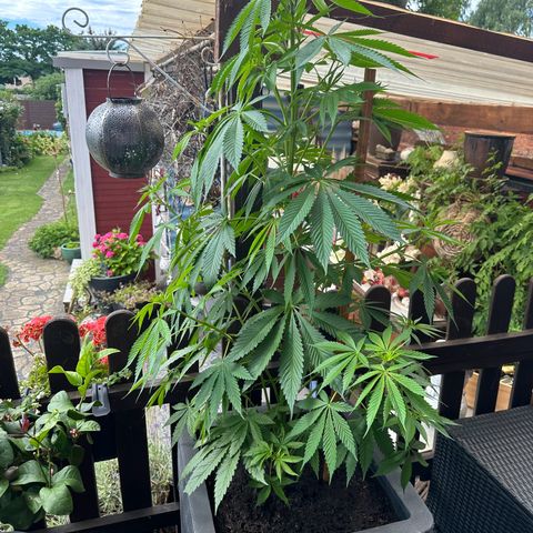 Tropicanna Banana growlog timeline photo
