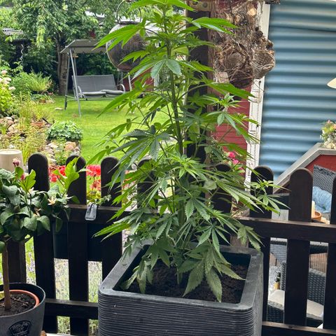 Tropicanna Banana growlog timeline photo