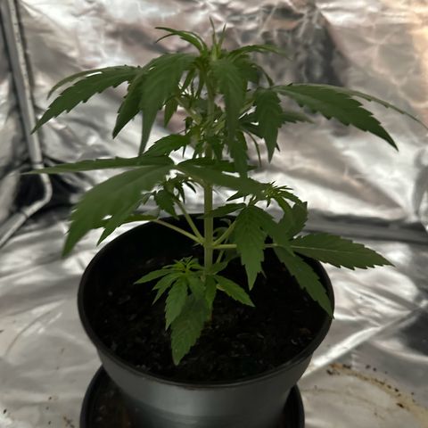 Zkittlez OG Auto growlog timeline photo