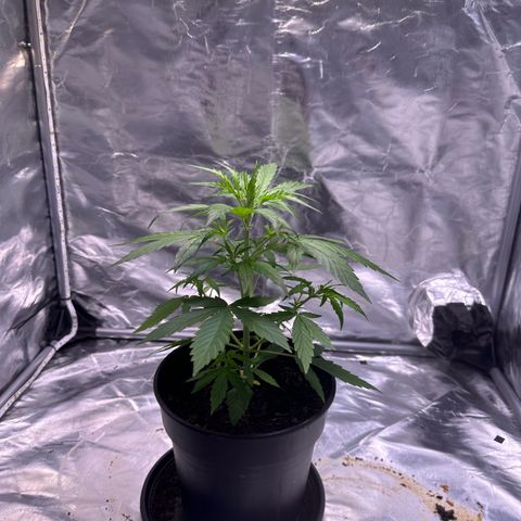 Zkittlez OG Auto growlog timeline photo