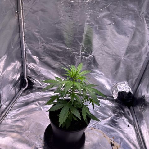 Zkittlez OG Auto growlog timeline photo