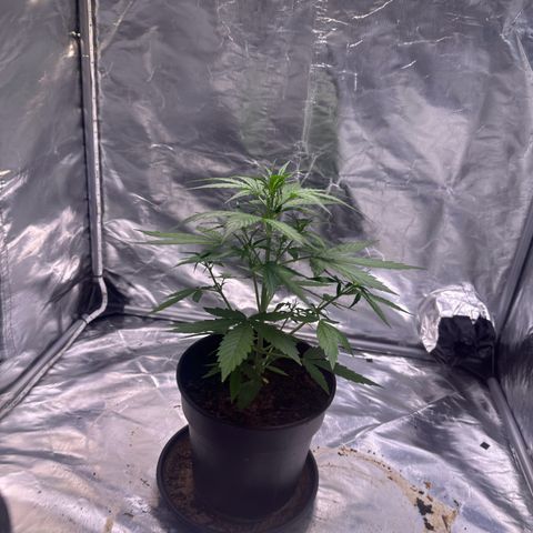 Zkittlez OG Auto growlog timeline photo