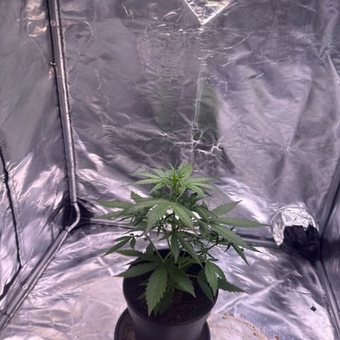 Zkittlez OG Auto growlog timeline photo