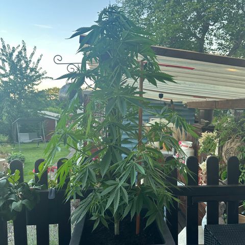 Tropicanna Banana growlog timeline photo