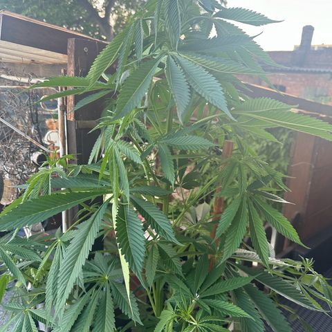 Tropicanna Banana growlog timeline photo
