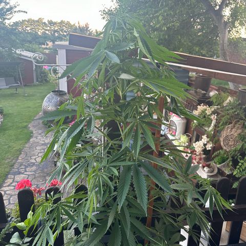 Tropicanna Banana growlog timeline photo