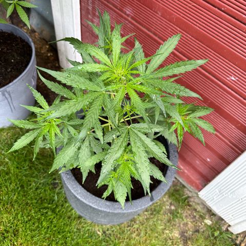 Zkittlez OG Auto growlog timeline photo