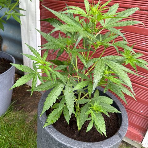 Zkittlez OG Auto growlog timeline photo