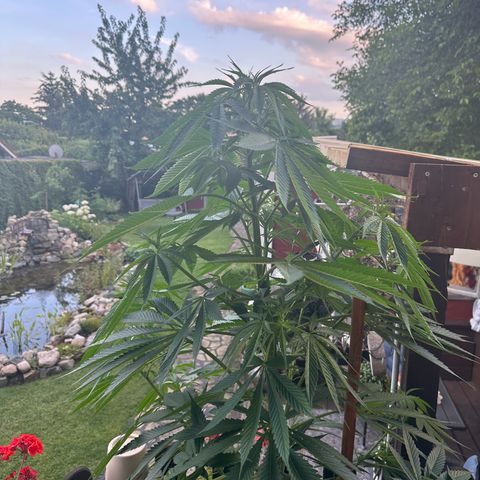 Tropicanna Banana growlog timeline photo
