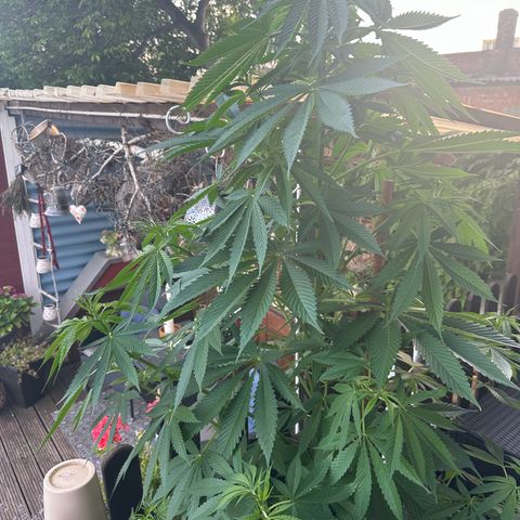 Tropicanna Banana growlog timeline photo