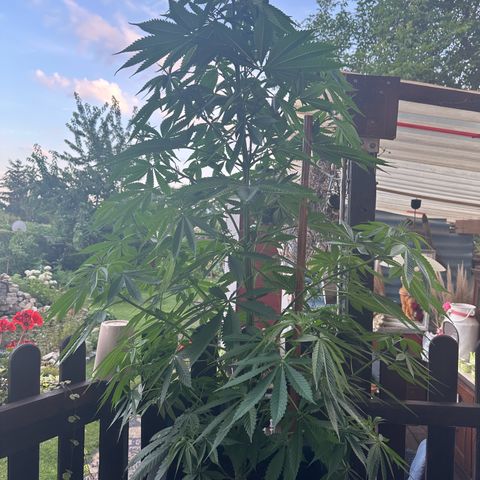 Tropicanna Banana growlog timeline photo