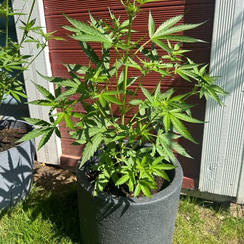 Zkittlez OG Auto growlog timeline photo