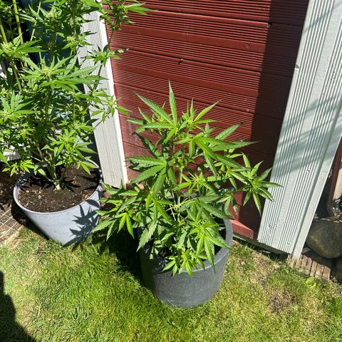 Zkittlez OG Auto growlog timeline photo