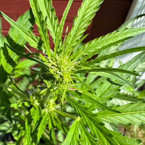 Zkittlez OG Auto growlog timeline photo