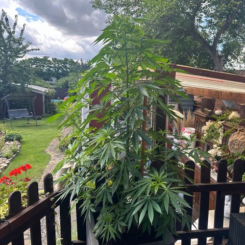 Tropicanna Banana growlog timeline photo