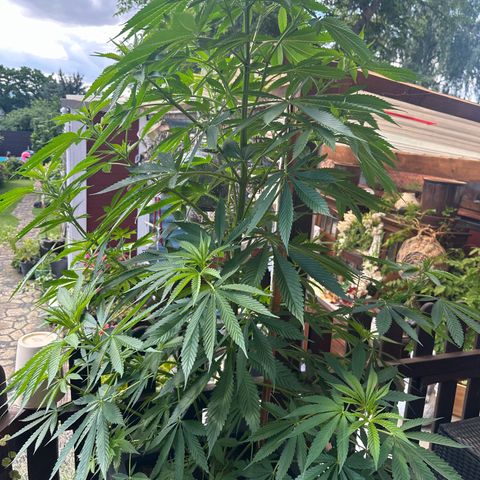 Tropicanna Banana growlog timeline photo