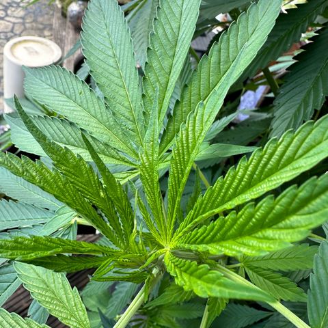 Tropicanna Banana growlog timeline photo