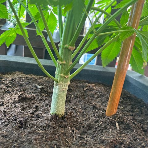 Tropicanna Banana growlog timeline photo