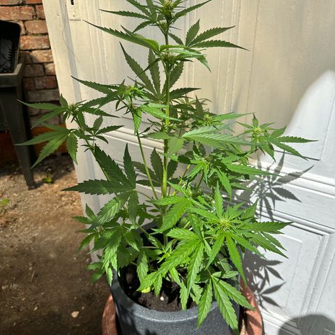 Zkittlez OG Auto growlog timeline photo