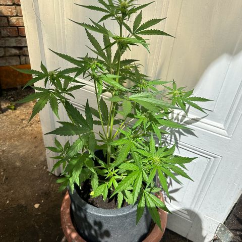 Zkittlez OG Auto growlog timeline photo